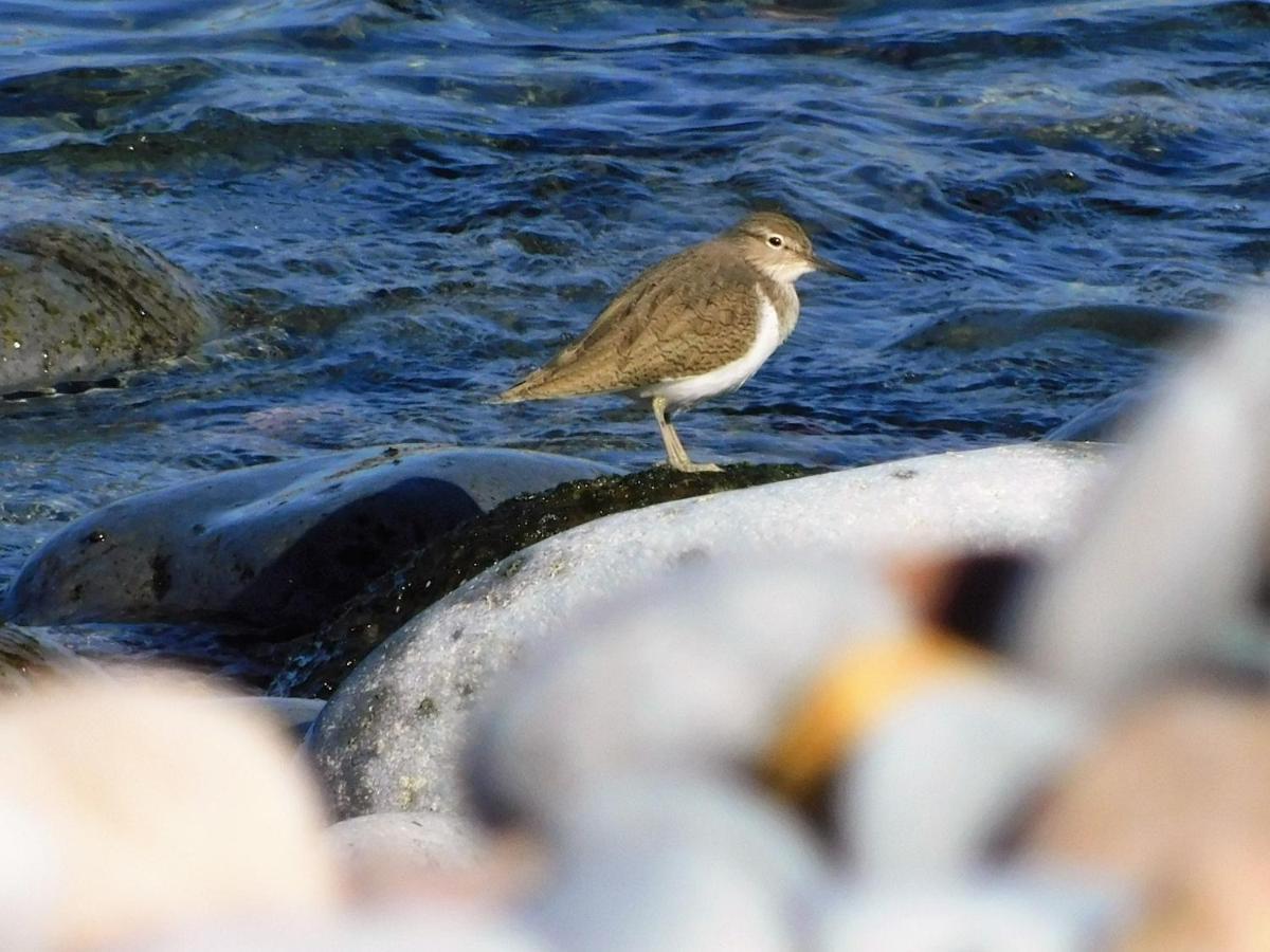 Manderley-Case Sul Mare Santa Caterina Di Pittinuri  Zewnętrze zdjęcie